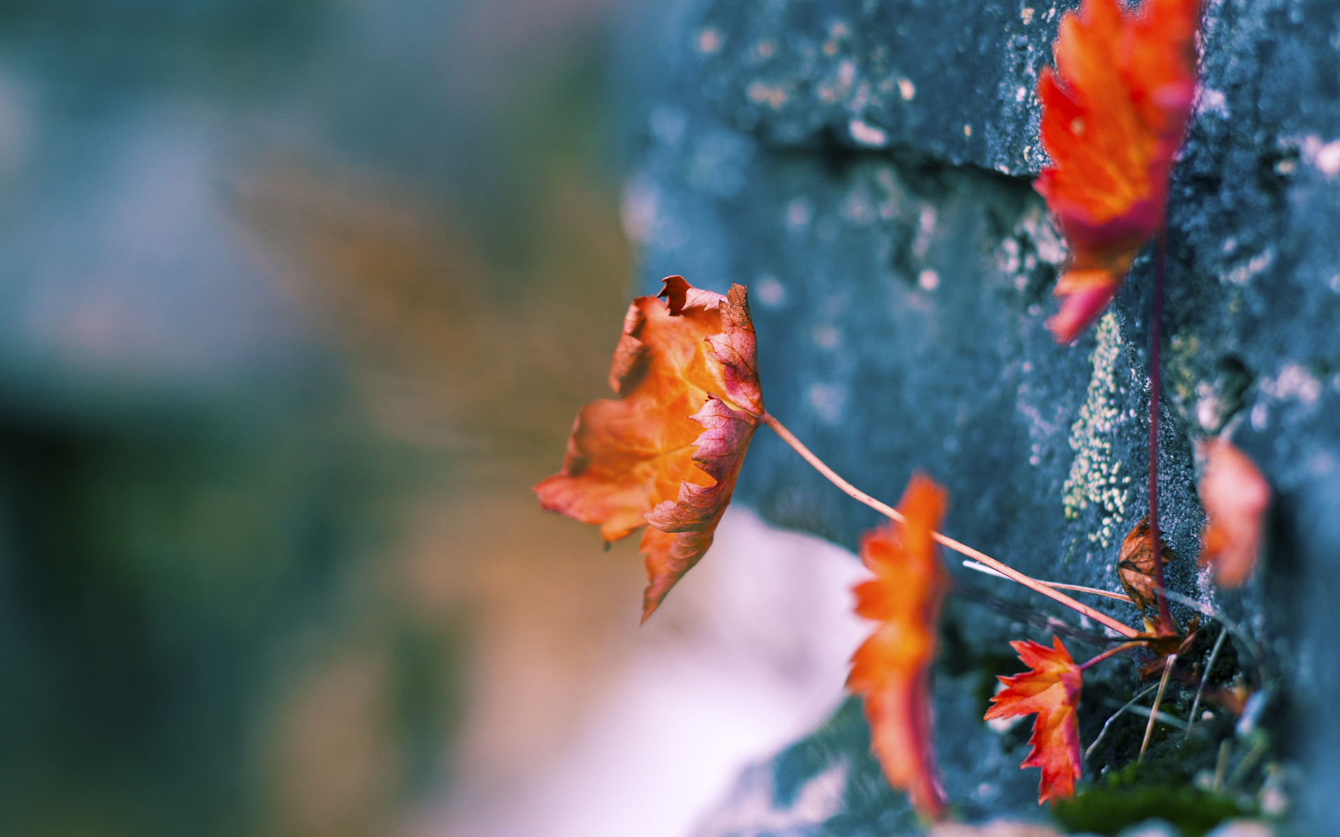 开云体育入口-烈焰对冰峰，开拓者双星闪耀，窒防守锁死太阳总决赛之路
