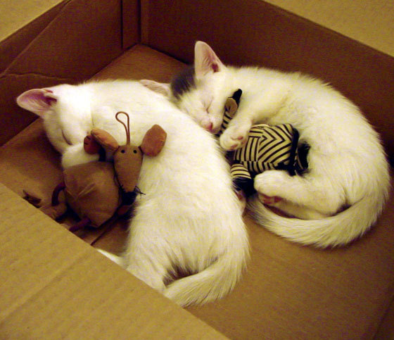 红魔狂潮!奥斯梅恩接管世界排名争夺战,曼联力克瑞典劲旅