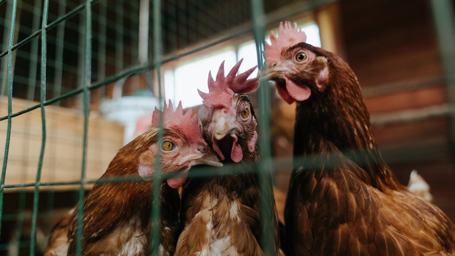 马刺鏖战掘金告捷，塔图姆关键先生闪耀