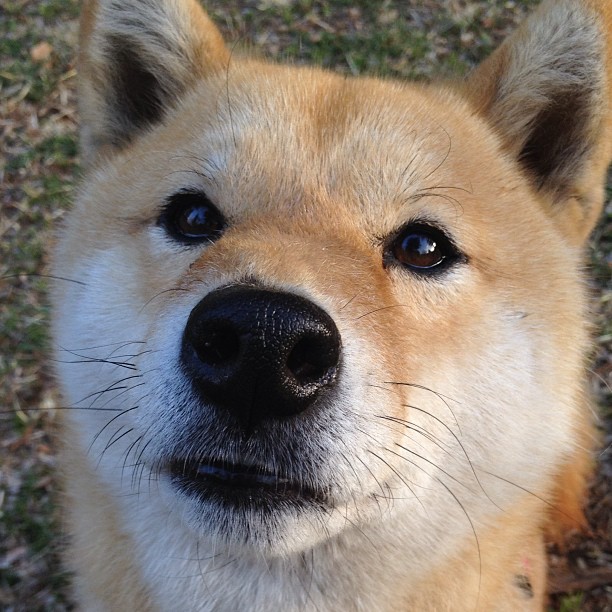 指挥官的杰作，保罗如何用眼神与犹豫肢解猛龙钢铁防线