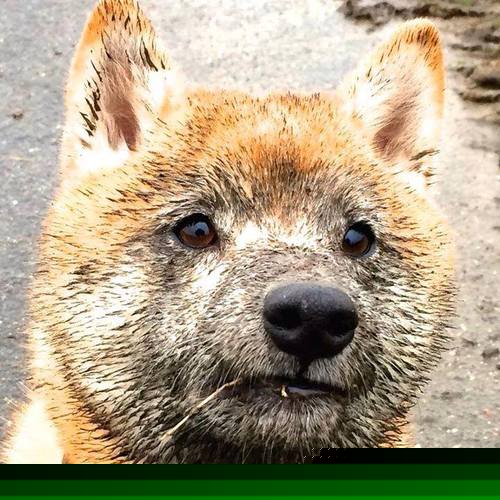 范弗利特阴影下的英超争冠夜，当存在感成为终极武器