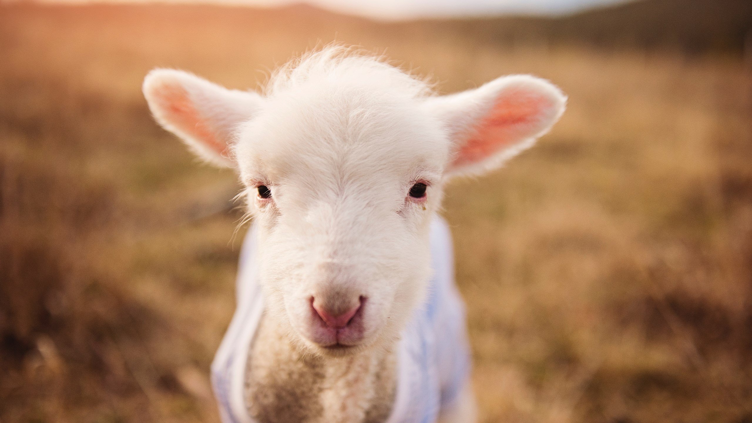 字母哥无敌肆虐，辽宁队跨洋横扫凯尔特人创奇迹