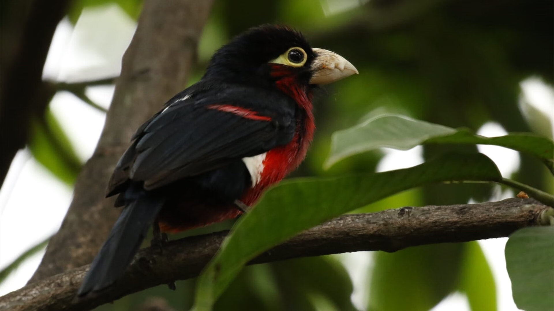 南美魔法穿透非洲铁壁，赖斯成为哥伦比亚节奏掌控的关键先生