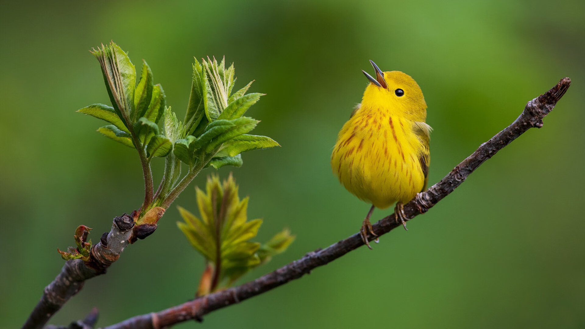 开云体育-暗夜突围，小贾伦觉醒之战，太阳撕裂马刺铁幕