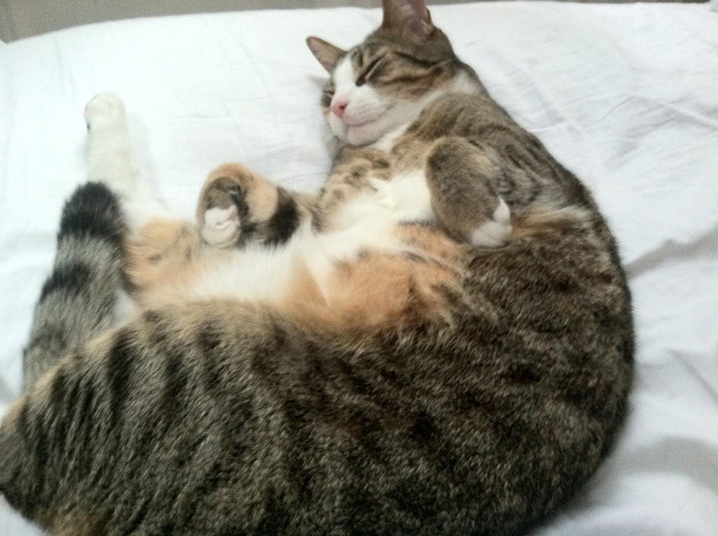 战火淬炼的硬仗之王，乌克兰队对阵秘鲁，卡瓦哈尔的战场证明