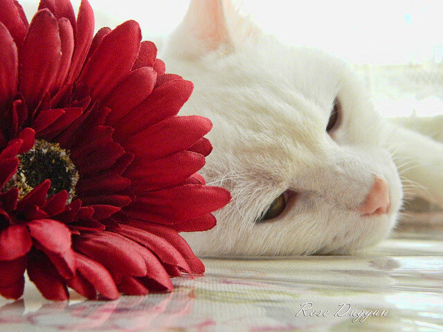 开云体育平台APP-辽宁队力克掘金创历史，布克在英超争冠中接管比赛，体育跨界辉煌时刻