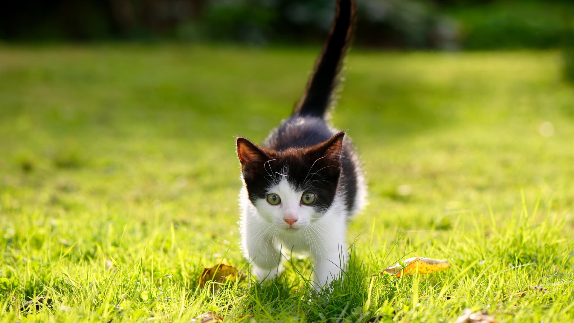 开云APP-欧冠淘汰赛之夜，凯塞多如火炼金，从拦截机器到中场节拍器的蜕变