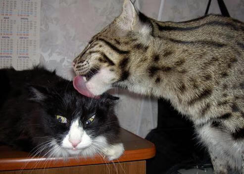 开云平台-魔笛永不眠，当塞维利亚的秒针停在莫德里奇腕上