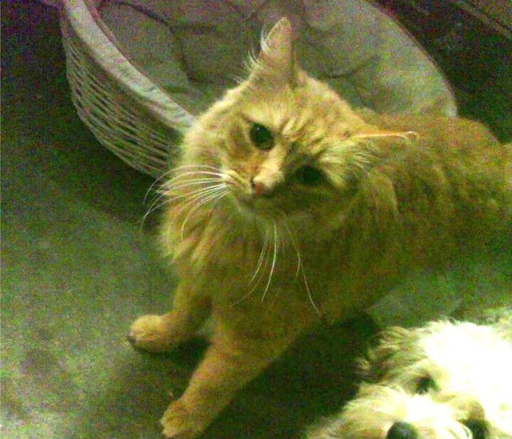 当郁金香绽放安第斯，一场足球场上的文明对话与征服