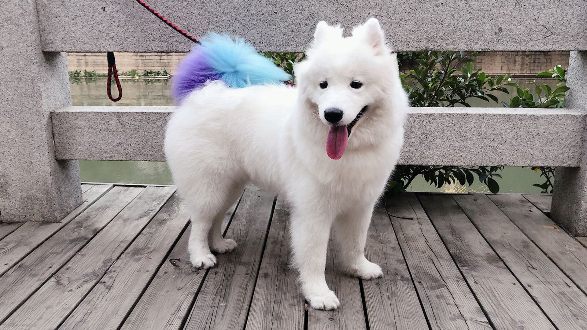 开云APP-戈麦斯冠军级发挥闪耀决胜局，里昂坚韧一击带走胜利