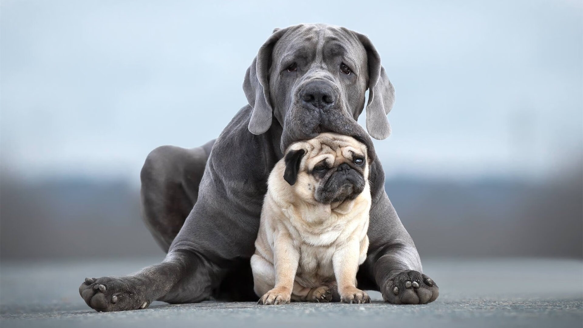 -小贾伦怒砍44分统治内线，雷霆加时鏖战力克森林狼