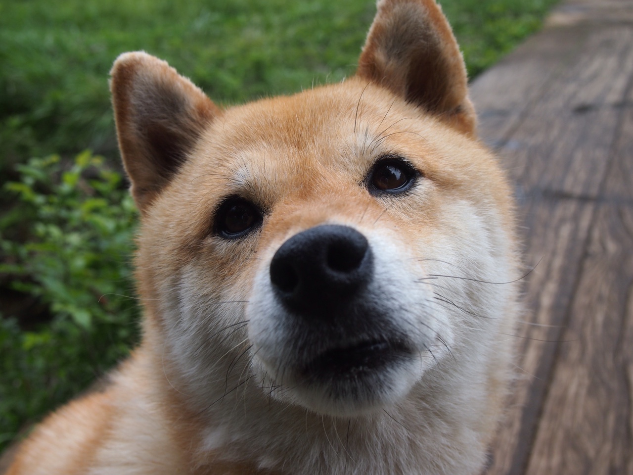 上海队末节狂飙逆转公牛！西亚卡姆砍30+10+7统治攻防