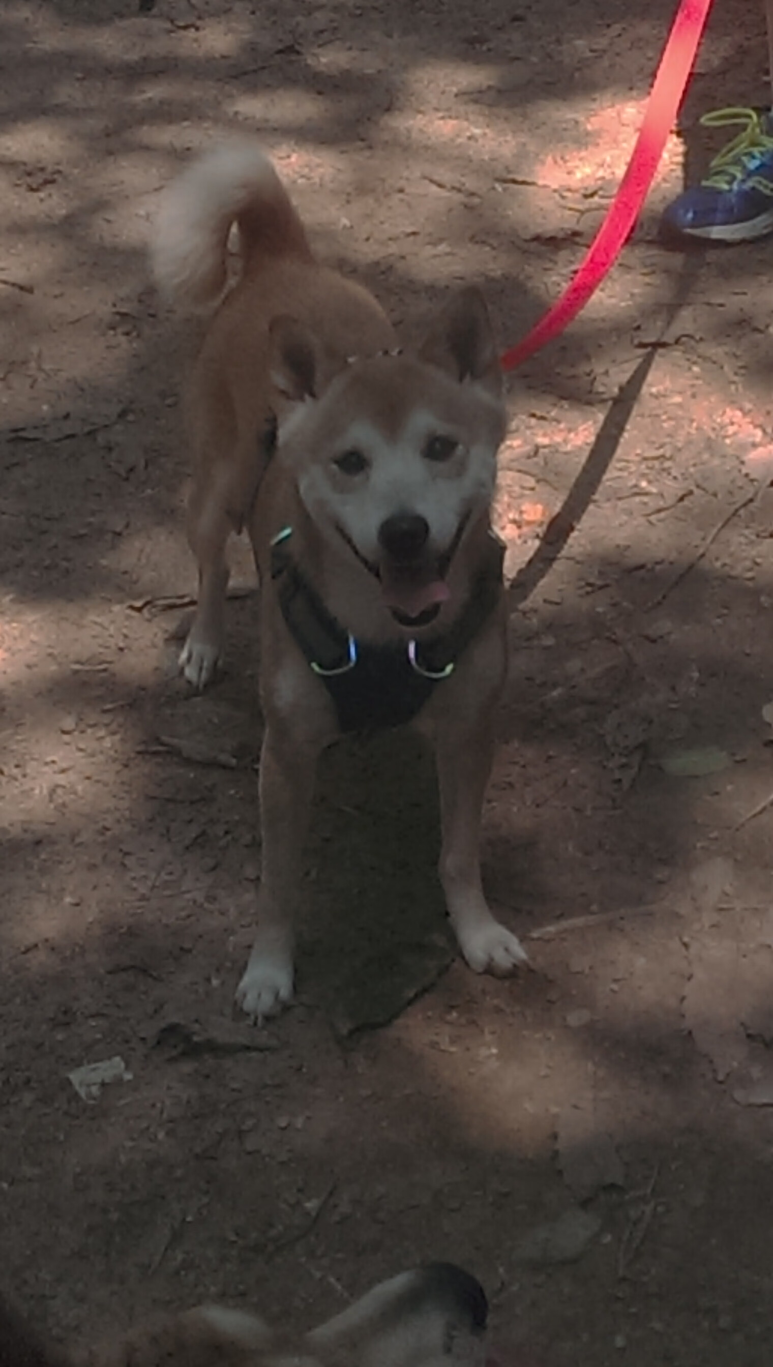 压制级统治，马丁内利单核闪耀，希腊防线难挡巴西天才