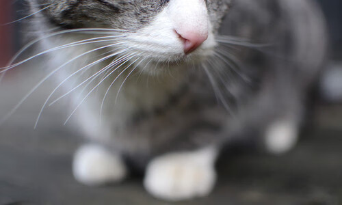 星辰与草根，当维金斯的血融入维尼修斯的魂