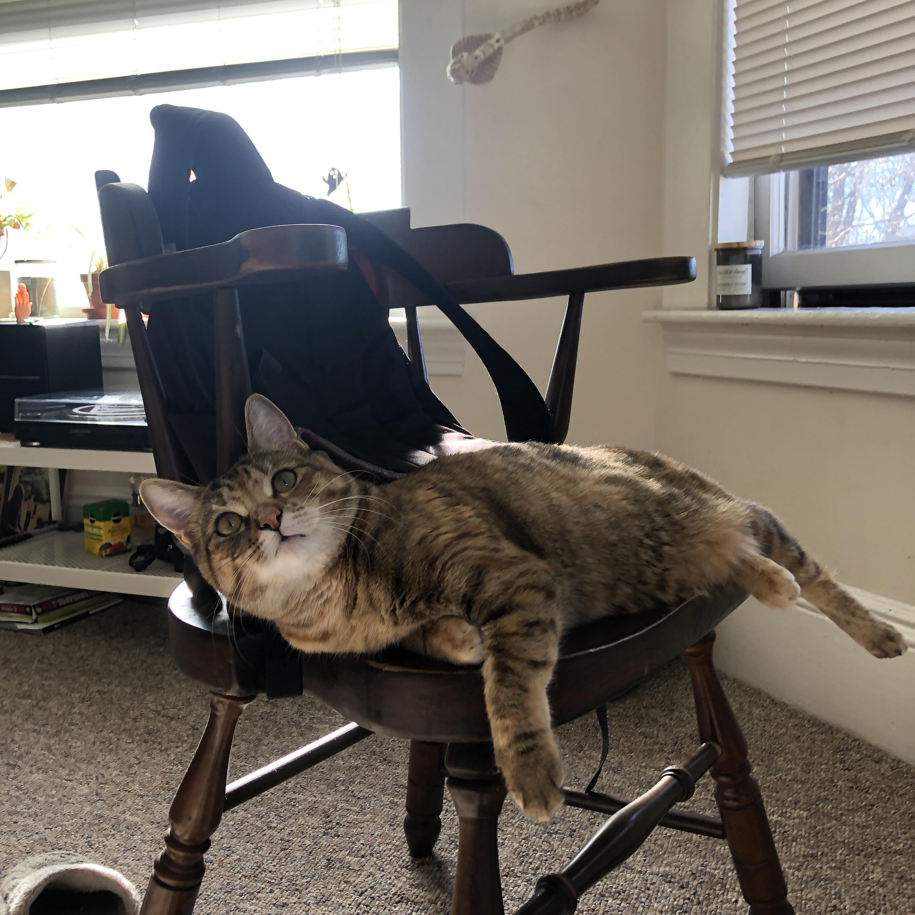 从公国到世界之巅，蒂亚戈的征途—摩纳哥的淬炼与2026世界杯的加冕