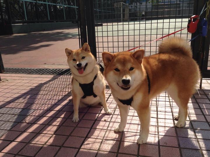 开云官网-盾牌与长城，阿劳霍的崛起与拉齐奥式防守如何为现代足球注入铁血基因