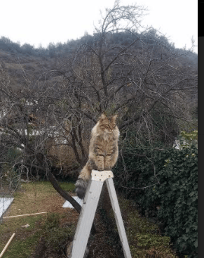 铁壁防线，挪威的卡塞米罗锁死玻利维亚进攻，决胜局全面压制