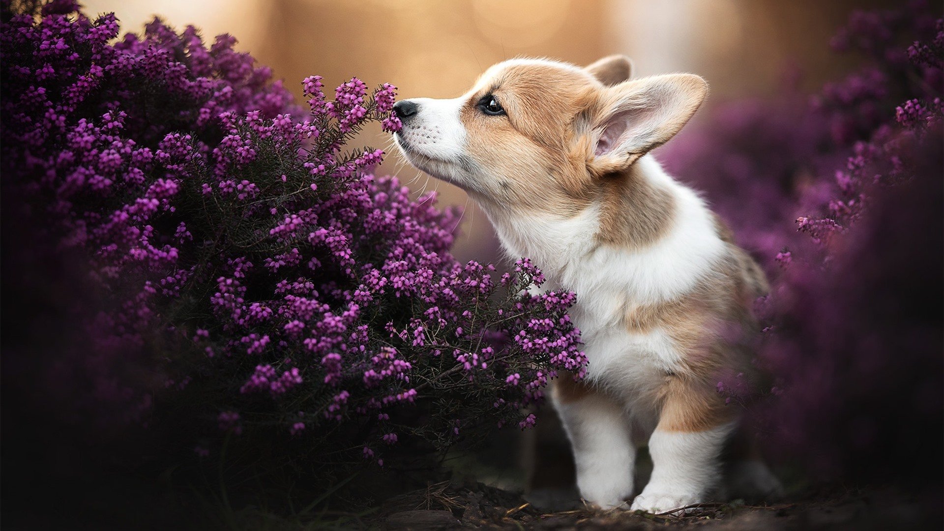 亚洲新星的证明之夜，孔德如何以一己之力撕裂世界级防线