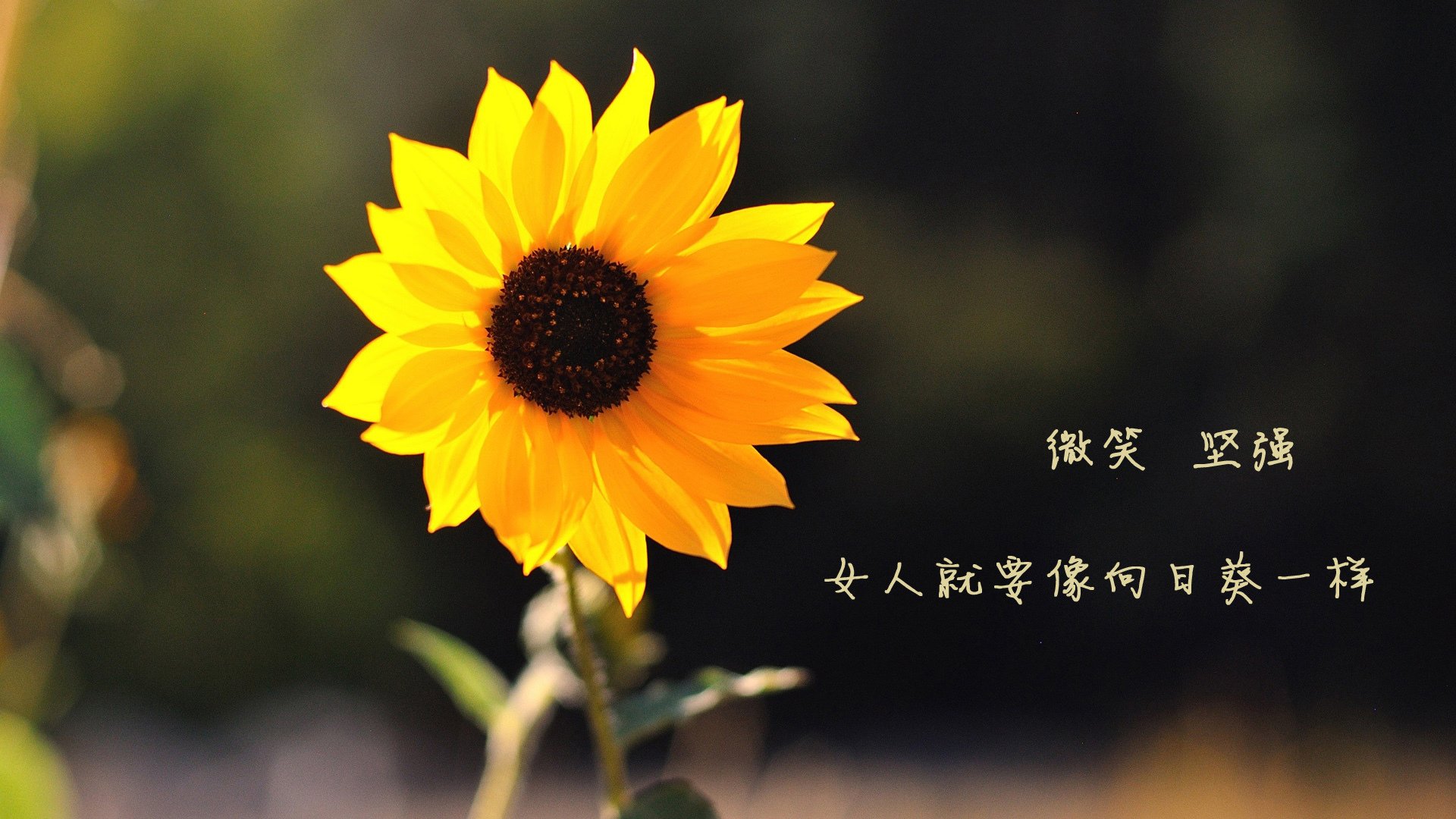 2026世界杯A组关键战,卡塔尔压制克罗地亚,库尔图瓦临场调整导演逆转胜局